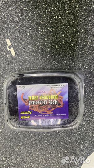 Черви дендробена