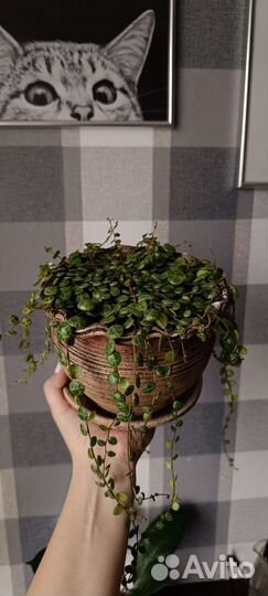 Пеперомия прострата