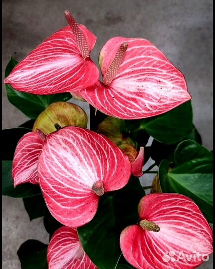 Комнатные растения цветы большие и маленькие