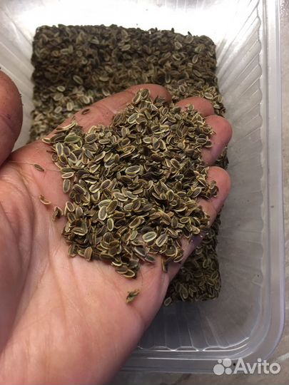 Семена укропа