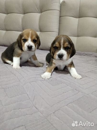 Бигль щенки