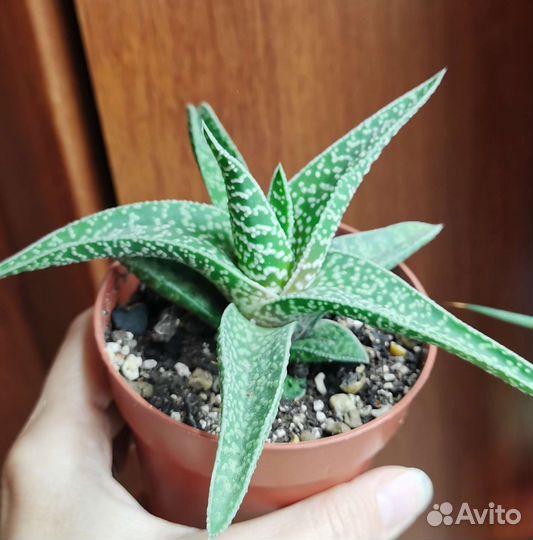 Суккуленты