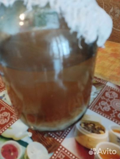 Чайный гриб комбуча