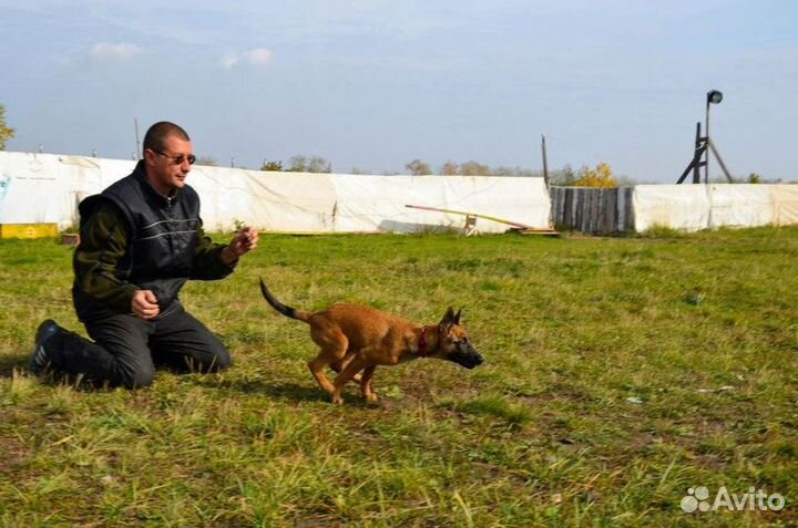 Дрессировка собак