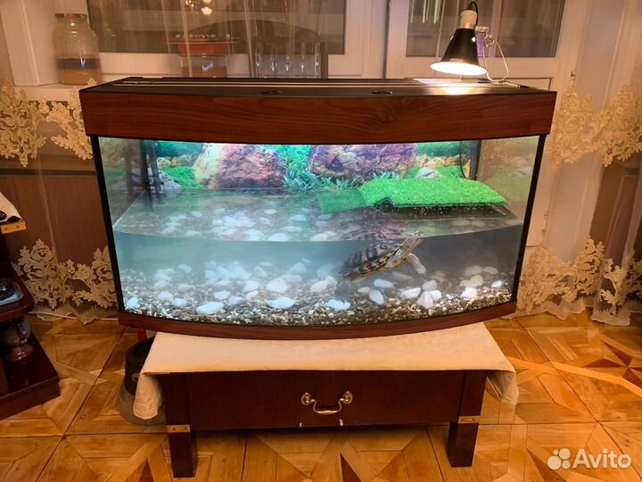 Аквариумы для черепах панорамные