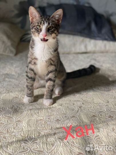 Котята подростки в добрые руки