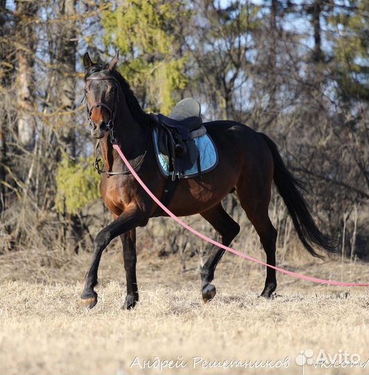 Жеребец 2022 г.р