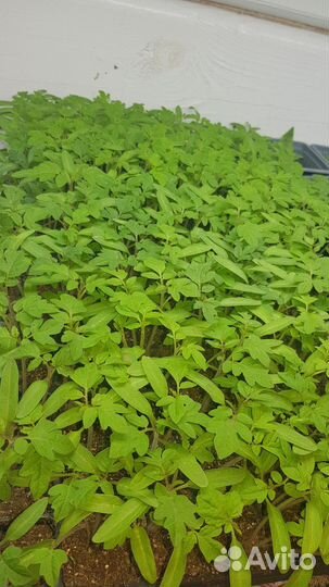 Рассада помидор черри