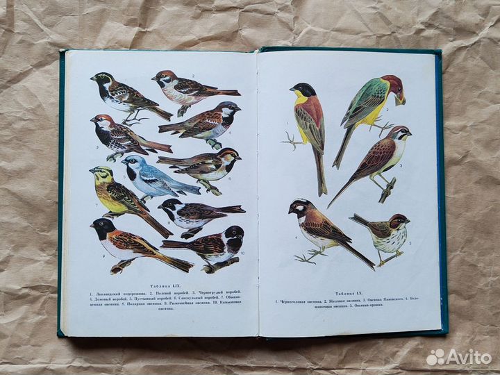 Птицы открытых и околоводных пространств СССР Беме