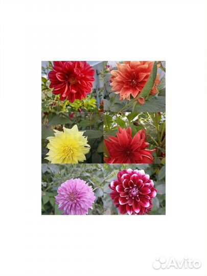 Георгины, в ассортименте