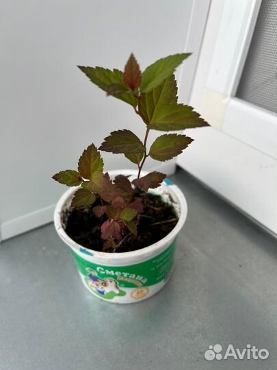 Спирея голдфлейм