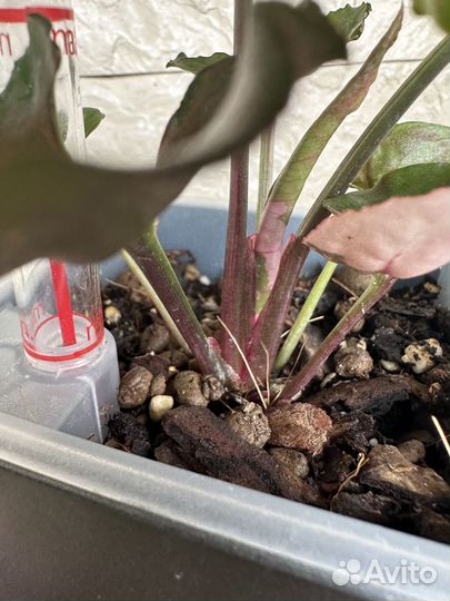 Сингониум клубничный лед galaxy