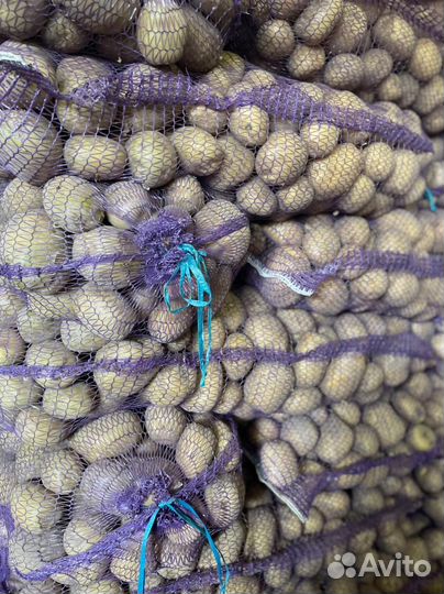 Картофель оптом