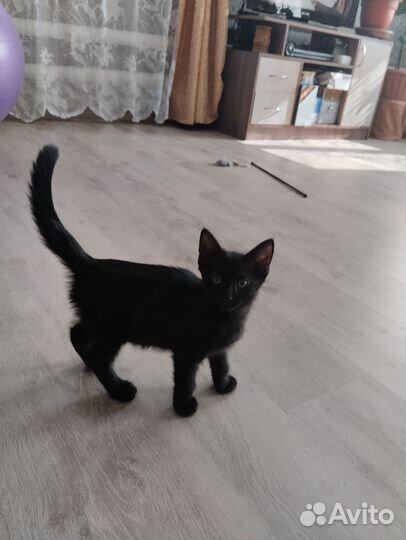 Отдам в хорошие руки