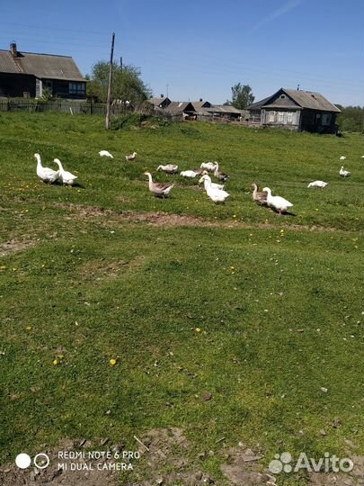 Инкубационные яйцо гусей