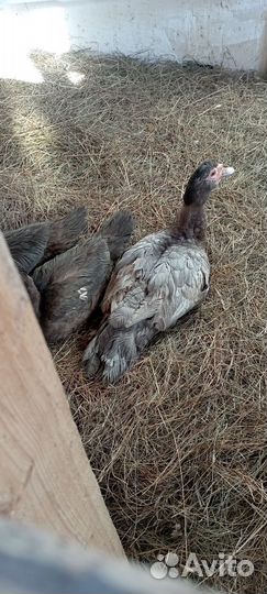 Инкубационное яйцо индоутки