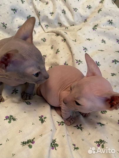 Канадский сфинкс