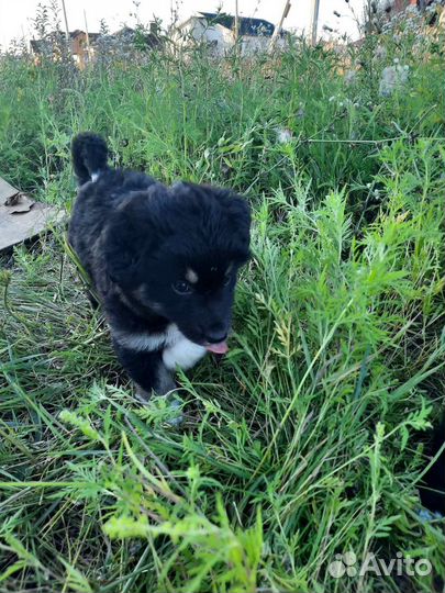 Собака (щенки) в добрые руки