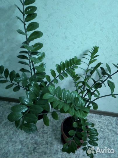 Замиокулькас (долларовое дерево)