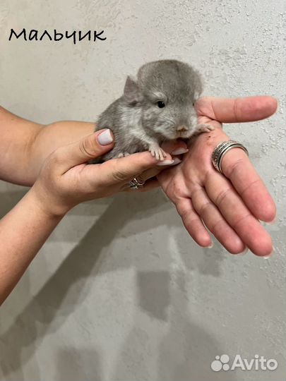 Продаются шиншиллы