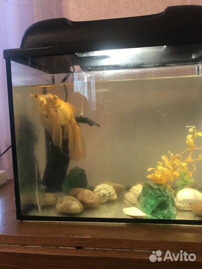 Аквариум