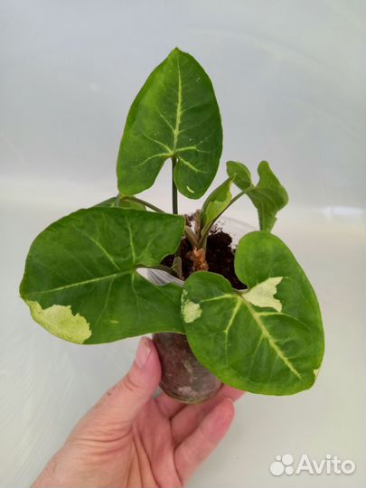 Сингониумы сортовые