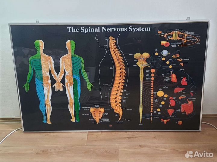Световое табло Макет позвоночника