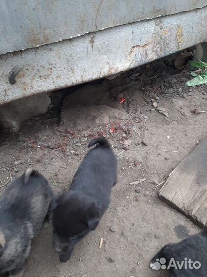 Отдам щенков