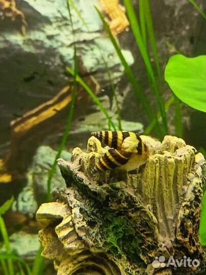 Улитка хелена