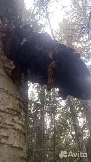 Чага березовая цена за 1кг