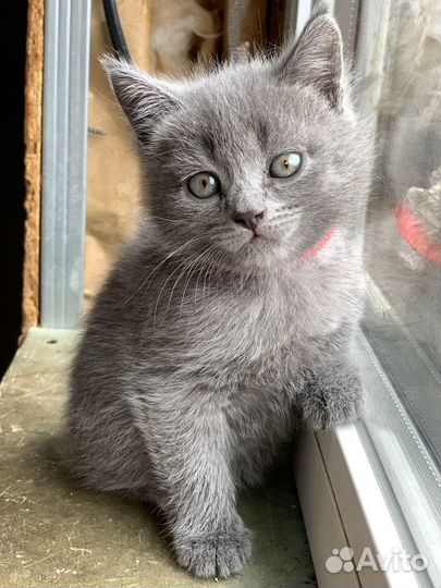 Котята в добрые руки девочка и мальчик