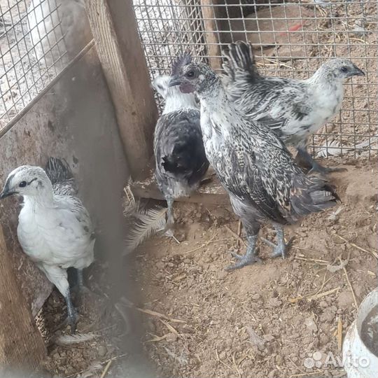 Лакеданзи курочки и петушки