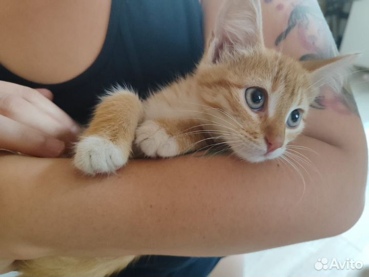 Котята в добрые руки