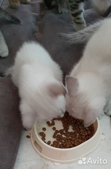 Котята 1 месяц