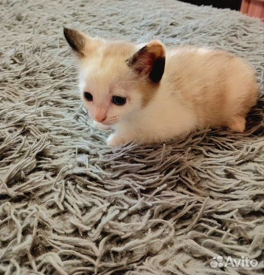 Домашние животные котята