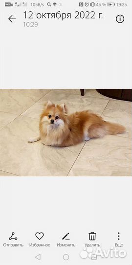 Отдам в добрые ответственные руки