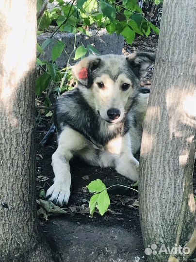 В добрые руки