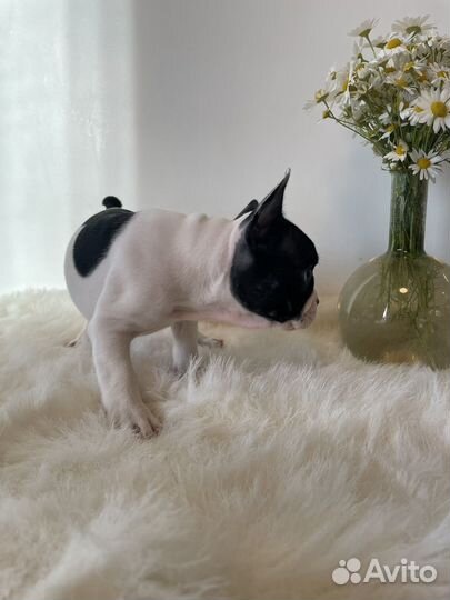 Щенок французского бульдога (девочка)