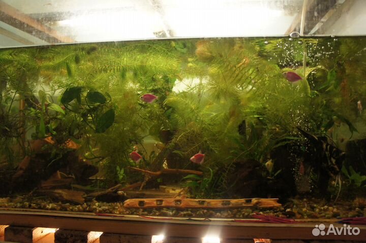 Неприхотливые растения и рыбки московские