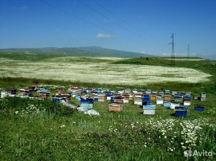 Таежный мед оптом