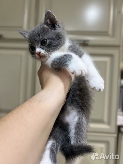 Британские котята