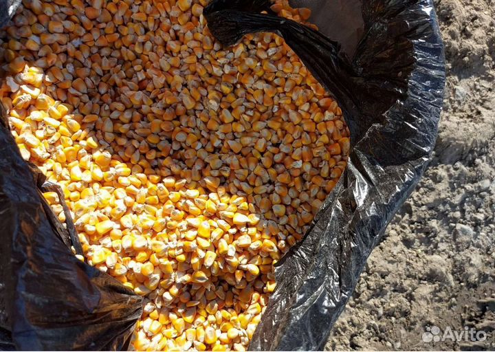 Подсолнечник, Кормовой горох на корм