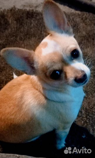 Щенки чихуахуа мини девочка и мальчик