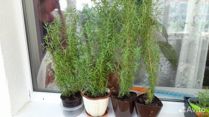 Розмарин в горшочке