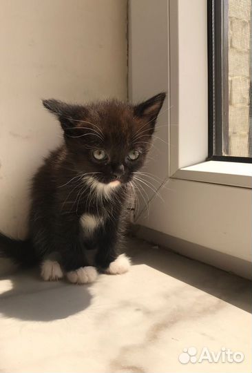 Котята в добрые руки даром