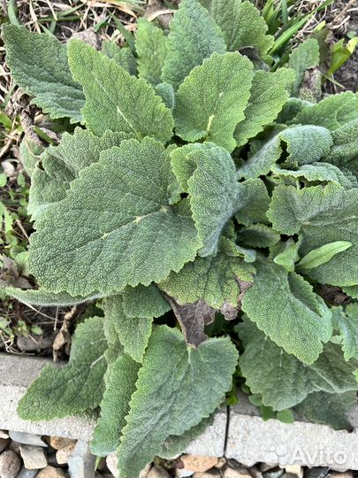 Шалфей мускатный