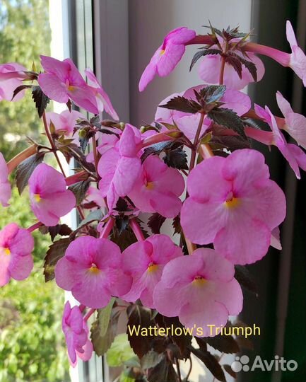 Ахименесы ризомы