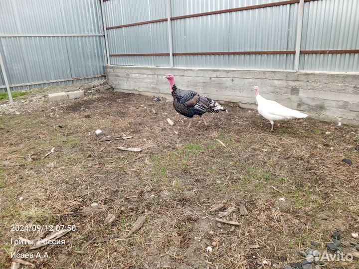 Индюки домашние