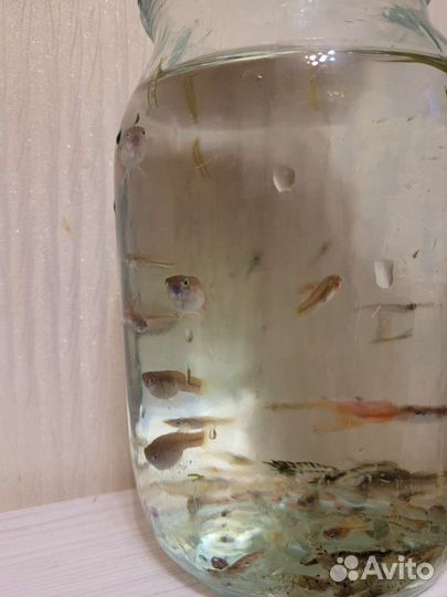 Аквариумные креветки