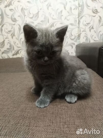 Шотландские котята